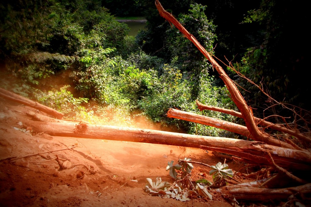 Desmatamento da Vale às margens do rio Sossego em área retomada pelo acampamento Planalto Serra Dourada