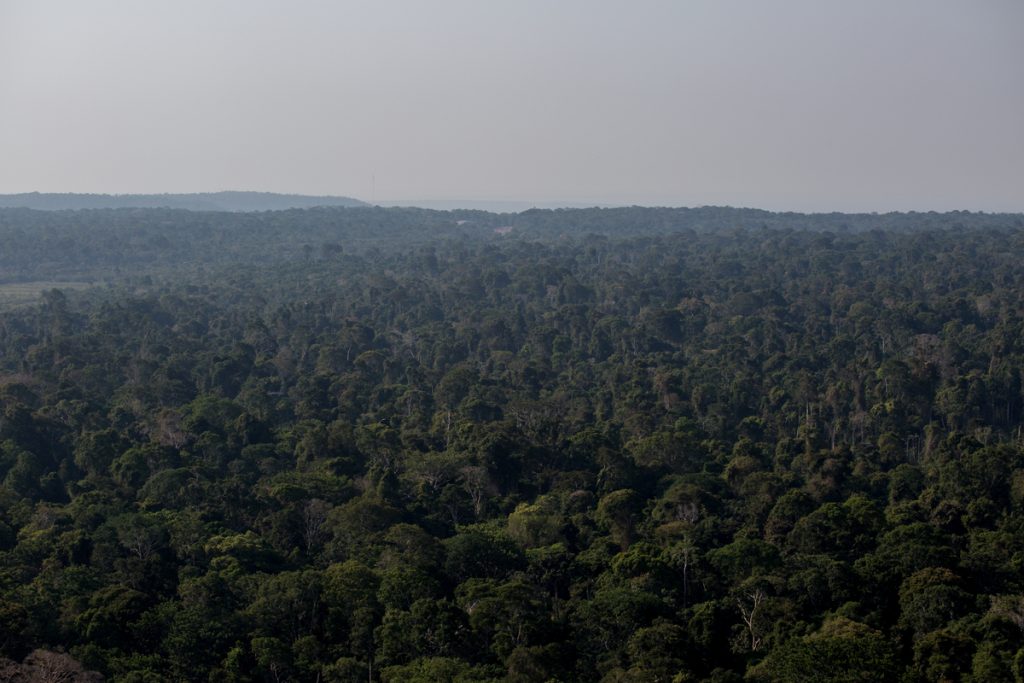 Floresta Nacional do Tapajós vista do alto. Foto: Flávio Forner/InfoAmazonia